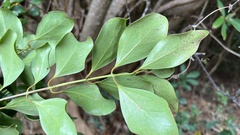 Cinnamomum reticulatum