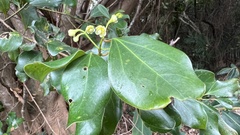 Cinnamomum reticulatum