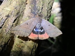 Thyas juno