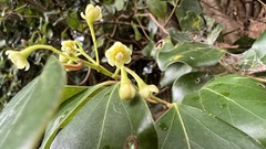 Cinnamomum reticulatum