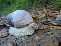 Megalobulimus