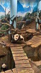 Ailuropoda melanoleuca