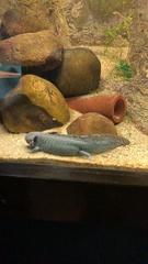 Ambystoma mexicanum