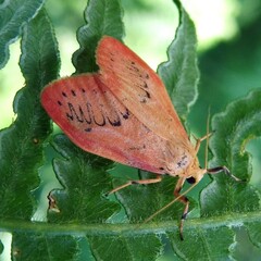 Miltochrista miniata