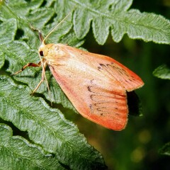 Miltochrista miniata