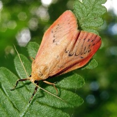 Miltochrista miniata