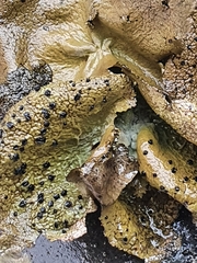 Umbilicaria hyperborea