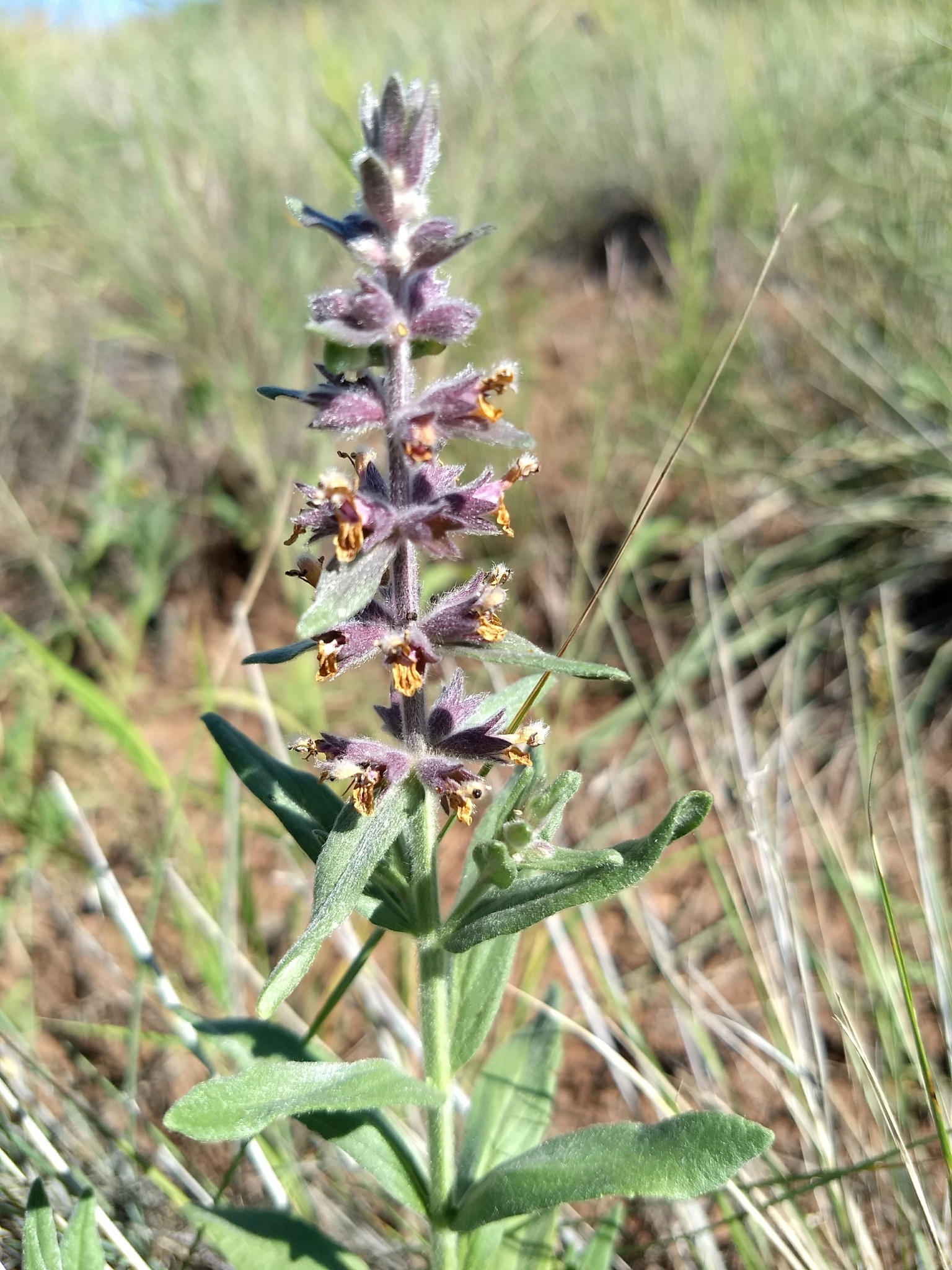 Stachys rothrockii