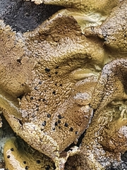 Umbilicaria hyperborea