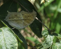 Protogoniomorpha parhassus