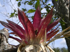 Tillandsia biflora