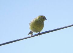 Serinus canaria canaria