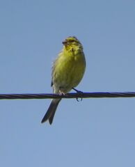 Serinus canaria canaria