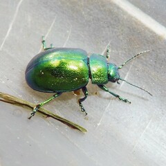 Chrysolina herbacea
