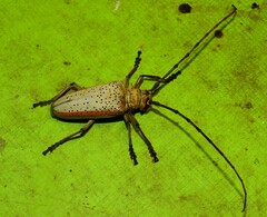 Rosenbergia megalocephala
