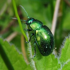 Chrysolina herbacea