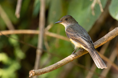 Myiarchus swainsoni