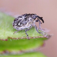 Datonychus melanostictus