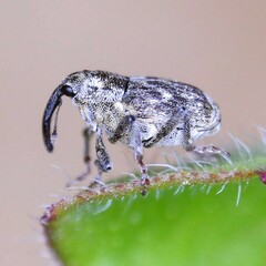 Datonychus melanostictus