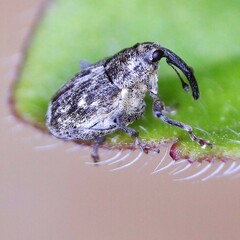 Datonychus melanostictus