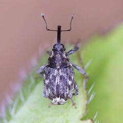 Datonychus melanostictus