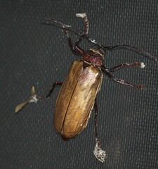 Agrianome spinicollis