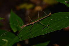 Ceroys perfoliatus