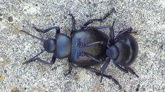 Timarcha pimelioides