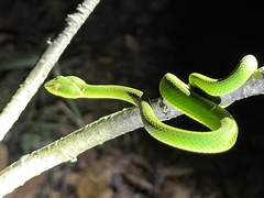 Trimeresurus popeiorum