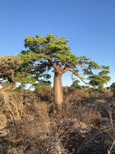 Delonix floribunda