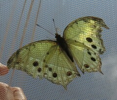 Protogoniomorpha parhassus