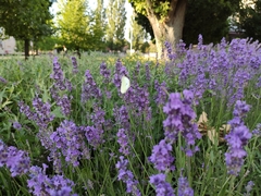 Lavandula angustifolia