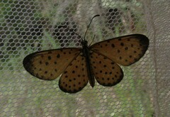 Pardopsis punctatissima