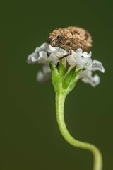 Pantomorus postfasciatus