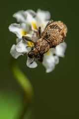 Pantomorus postfasciatus