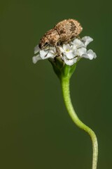 Pantomorus postfasciatus