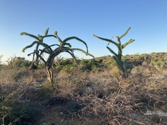 Didierea madagascariensis