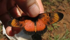 Acraea natalica