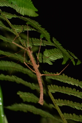 Ceroys perfoliatus