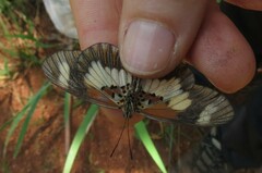 Acraea cabira