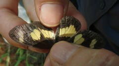 Acraea cabira