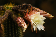 Trichocereus vollianus