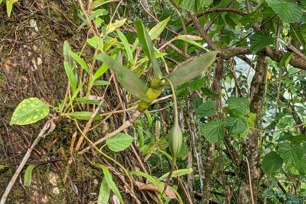 Epidendrum angustilobum