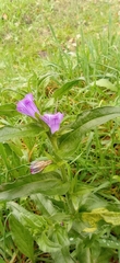 Echium