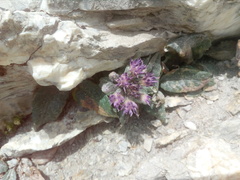 Saussurea depressa