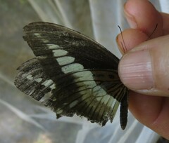 Papilio echerioides