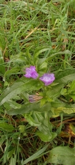 Echium