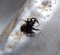 Euophryini