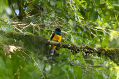 Trogon rufus chrysochloros