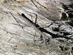 Spinoparapachymorpha